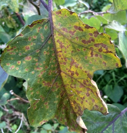 diseases of brinjal